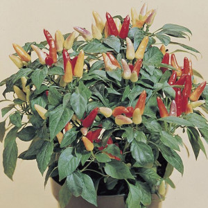 Chile Ornamental Ony...