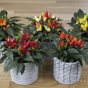 Chile Ornamental Sal...