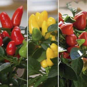 Chile Ornamental Sam...