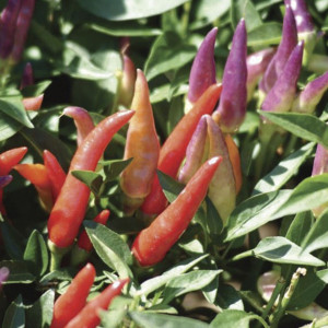 Chile Ornamental San...