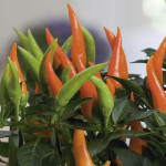 Chile Ornamental San...