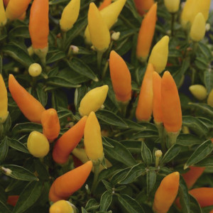 Chile Ornamental Sed...