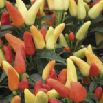 Chile Ornamental Tre...