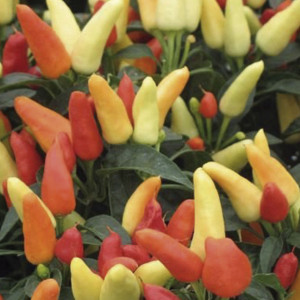 Chile Ornamental Tre...