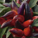 Chile Ornamental Wic...