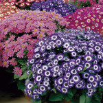 Cineraria Jester...