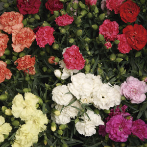 Clavel Enano Lillipo...