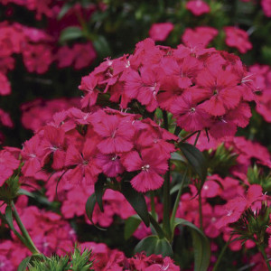 Clavellina Amazon...