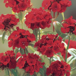 Clavellina Carousel...