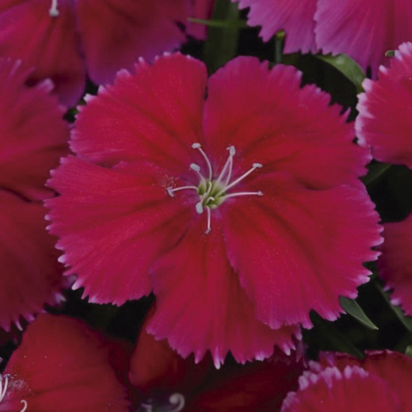 Clavellina (Dianthus Chinensis) Corona (Coronet)