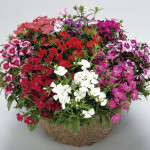 Clavellina Diamond...