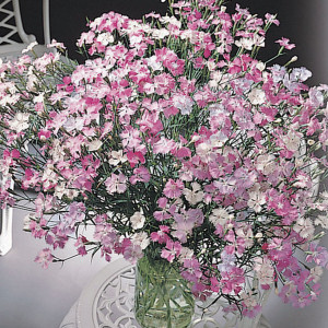 Clavellina First Lov...