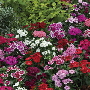 Clavellina Telstar...