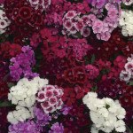 Clavellina Floral La...