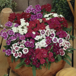 Clavellina Ideal Sel...