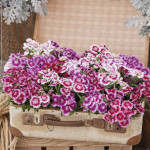 Clavellina Interspec...