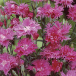 Clavellina Interspec...