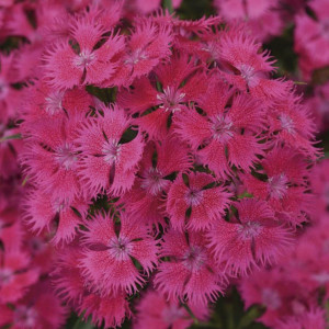 Clavellina Rockin...