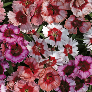 Clavellina Super Par...