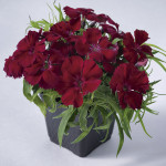 Clavellina Venti Par...