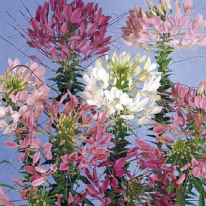 Cleome Queen...