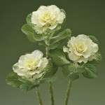 Col Ornamental F1 Fl...