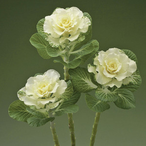 Col Ornamental F1 Fl...