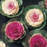 Col Ornamental Lucir...