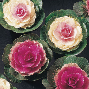 Col Ornamental Lucir...