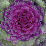 Col Ornamental Chido...