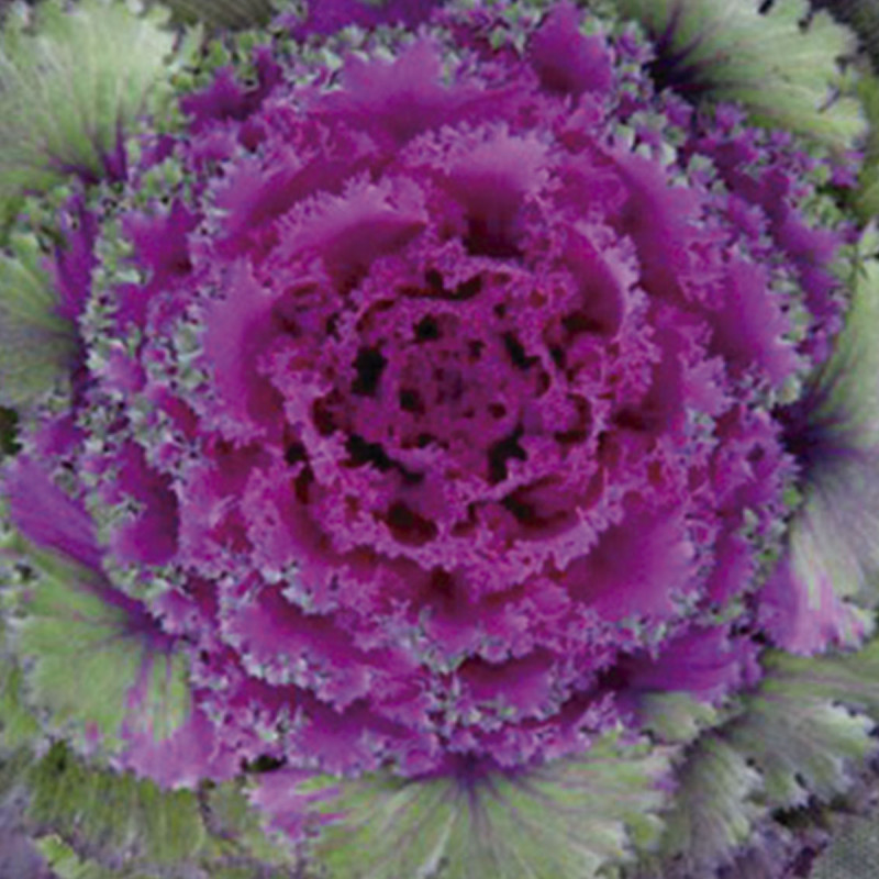 Col Ornamental Chidori Red