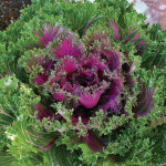 Col Ornamental Glamo...