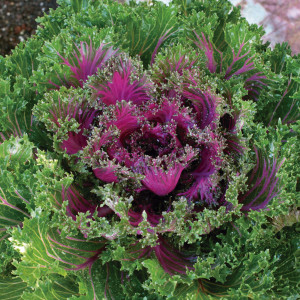 Col Ornamental Glamo...