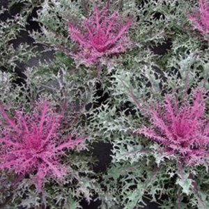 Col Ornamental Peaco...