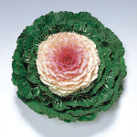 Col Ornamental Pigeo...