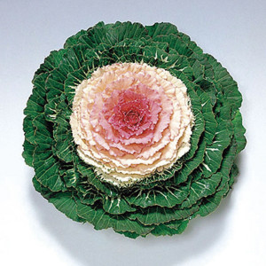 Col Ornamental Pigeo...