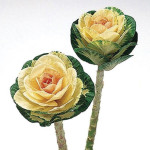 Col Ornamental Sunri...