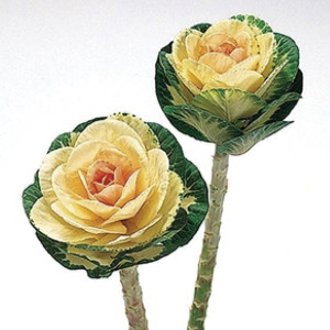 Col Ornamental Sunri...