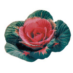 Col Ornamental Sunse...