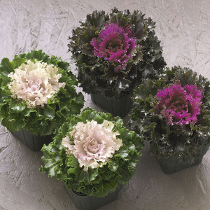 Col Ornamental F1 Cr...