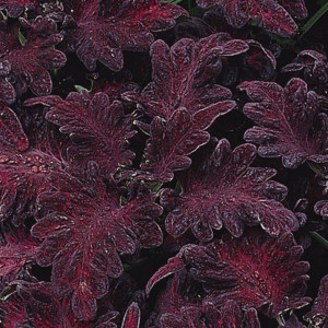 Coleos Black Dragon...