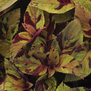 Coleos Sun Premium M...