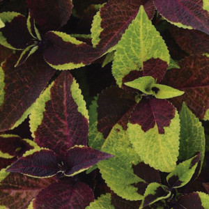 Coleos Sun Premium P...