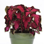 Coleos Fuseables Cho...