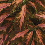 Coleos Sun Premium C...