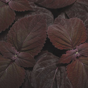 Coleos Sun Premium D...