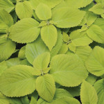 Coleos Sun Premiium ...