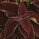 Coleos Sun Premium R...