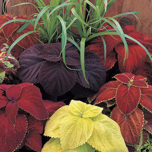 Coleos Giant Exhibit...