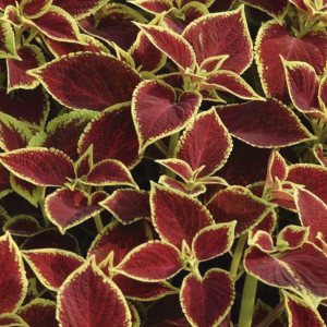 Coleos Sun Premium C...